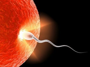 fusion spermatozoide et ovocyte