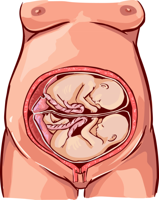 Как лежит малыш в животе. Расположение ребенка в животе. Расположеник ребёнка в утробе. Расположение ребенка в утробе. Расположение ребенка в матке.