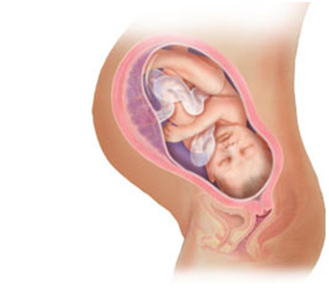 Тонус на 39 неделе. Расположение плода на 37 неделе беременности. Строение ребенка в утробе. Расположение ребенка на 9 месяце. Расположение ребенка в животе.